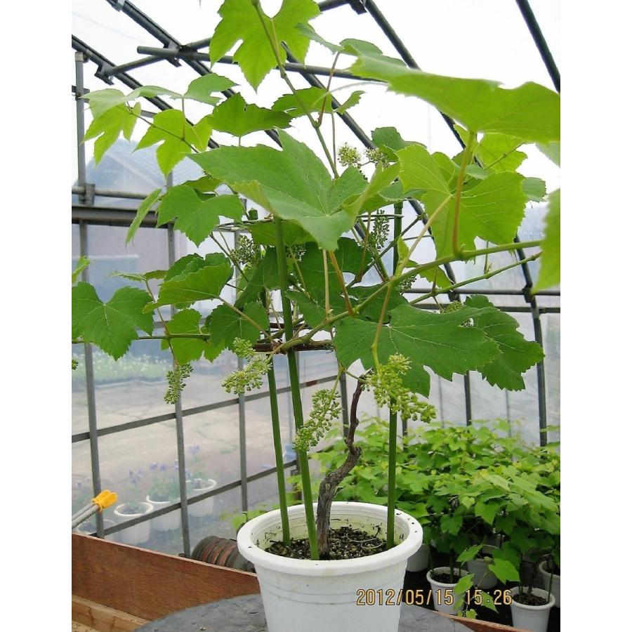 産直！ 育てて、食べる！ 葡萄 ブドウ ぶどうの鉢植え 巨峰 特A