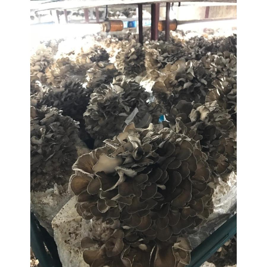 わかちゃんさん専用 岩手県産天然舞茸1.2キロ わかちゃんさん専用 岩手