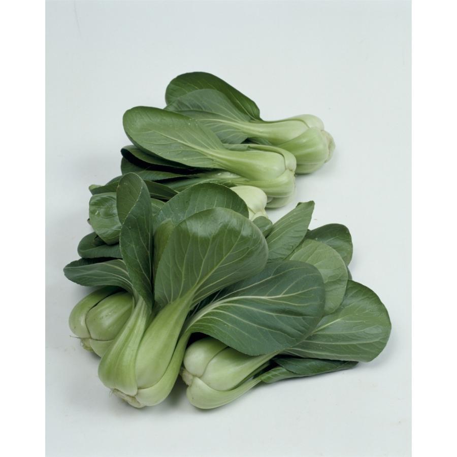 タキイ 中国野菜 チンゲンサイ Mf10ml 野菜のタネ 北越農事yahoo ショップ 通販 Yahoo ショッピング