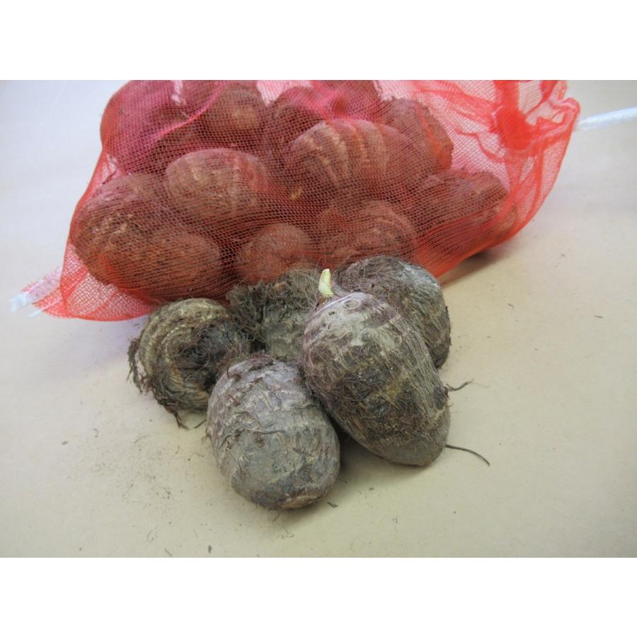 種芋 里芋 サトイモ 大和早生 約１kg 北越農事yahoo ショップ 通販 Yahoo ショッピング