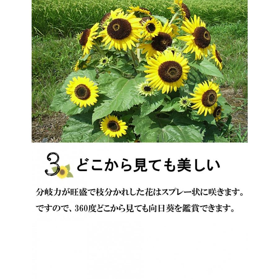 送料無料 花の種 ひまわり 風炎 5ml 約100粒 北越農事yahoo ショップ 通販 Yahoo ショッピング