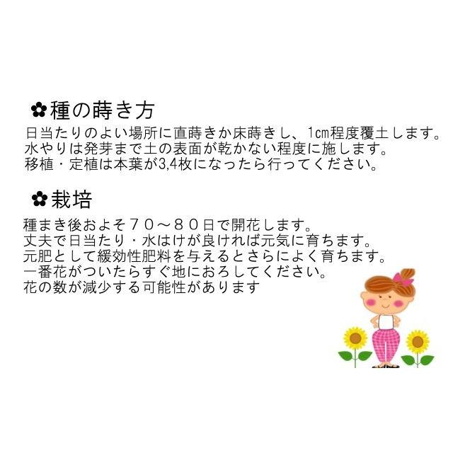 送料無料 花の種 ひまわり 風炎 5ml 約100粒 北越農事yahoo ショップ 通販 Yahoo ショッピング