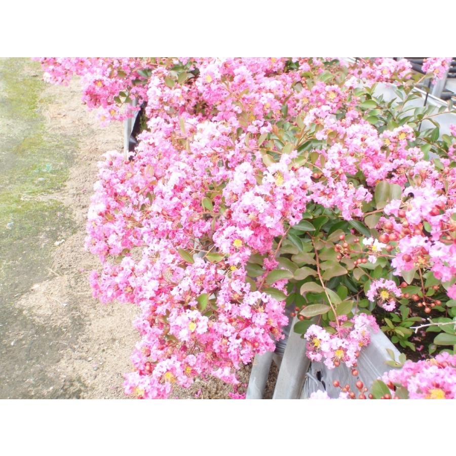 送料無料 矮性サルスベリ苗木 サマー サマー 桃色 4 5号鉢 北越農事yahoo ショップ 通販 Yahoo ショッピング