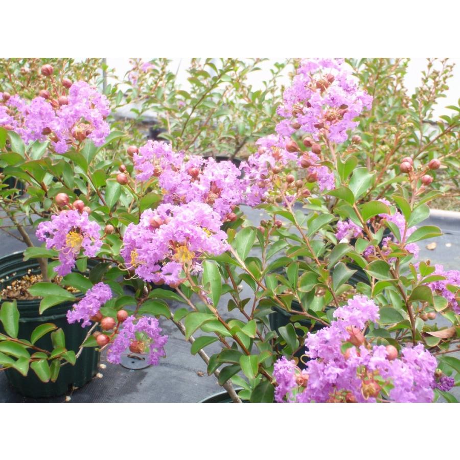 送料無料 矮性サルスベリ苗木 パープルクィーン 紫 4 5号鉢 北越農事yahoo ショップ 通販 Yahoo ショッピング