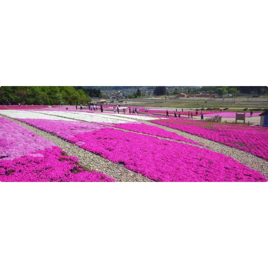 送料無料 芝桜苗 1坪キット 3色 72鉢 特典付き 北越農事yahoo ショップ 通販 Yahoo ショッピング