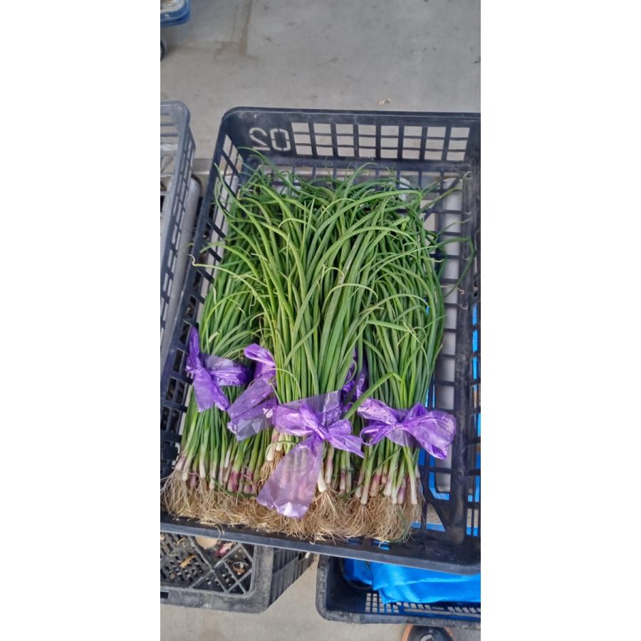 玉ねぎ苗 北越育成 赤玉ネギ 中華妃 30本 10月中旬発送 北越農事yahoo ショップ 通販 Yahoo ショッピング