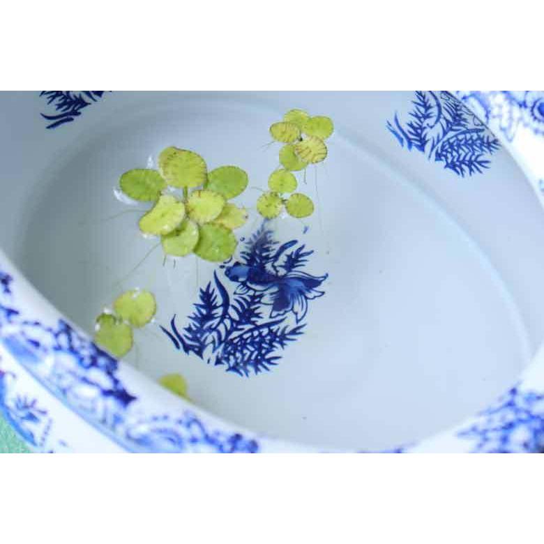 染付唐獅子牡丹花鳥図火鉢(直径約40.5cm) 火鉢 メダカ鉢 金魚鉢 染