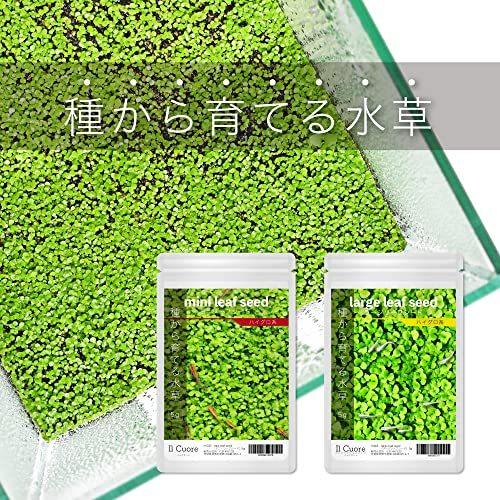 卸し売り購入 観賞魚生体 水草の種 Large Leaf Seed ラージリーフシード 5g アクアリウム 水草絨毯 熱帯魚 Www Threeriversofs Com
