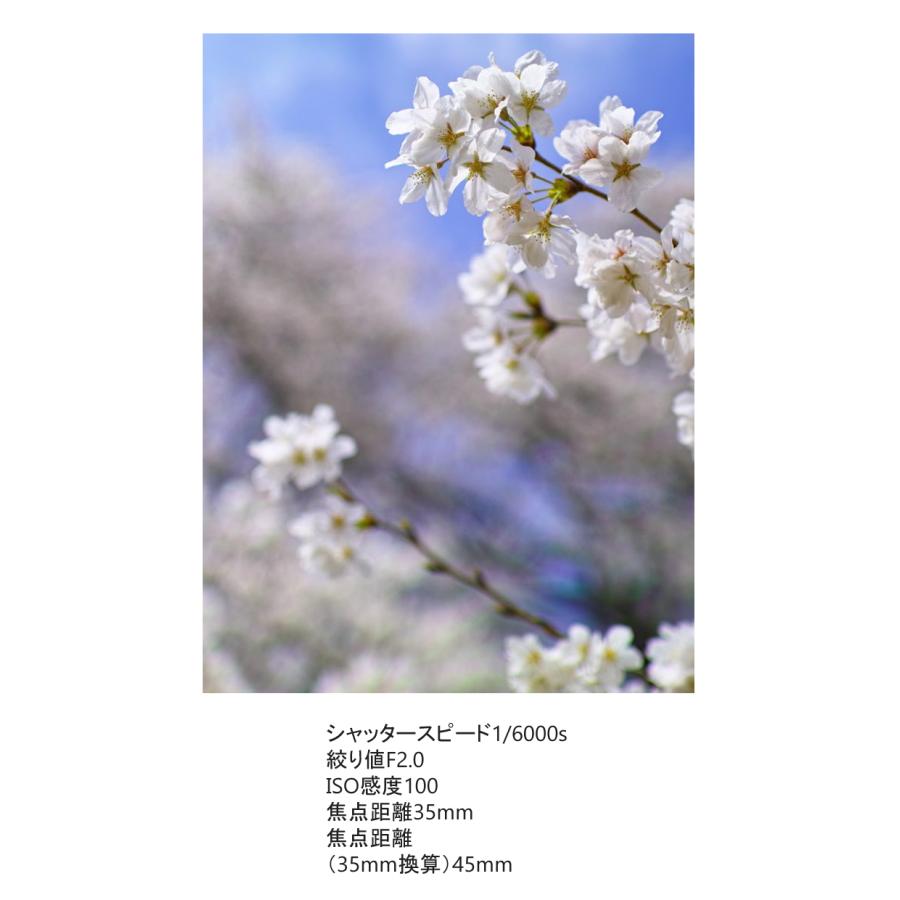シグマ (レビューでレンズキャッププレゼント)シグマ 30mm F1 シグマ (レビューでレンズキャッププレゼント)シグマ 30mm F1