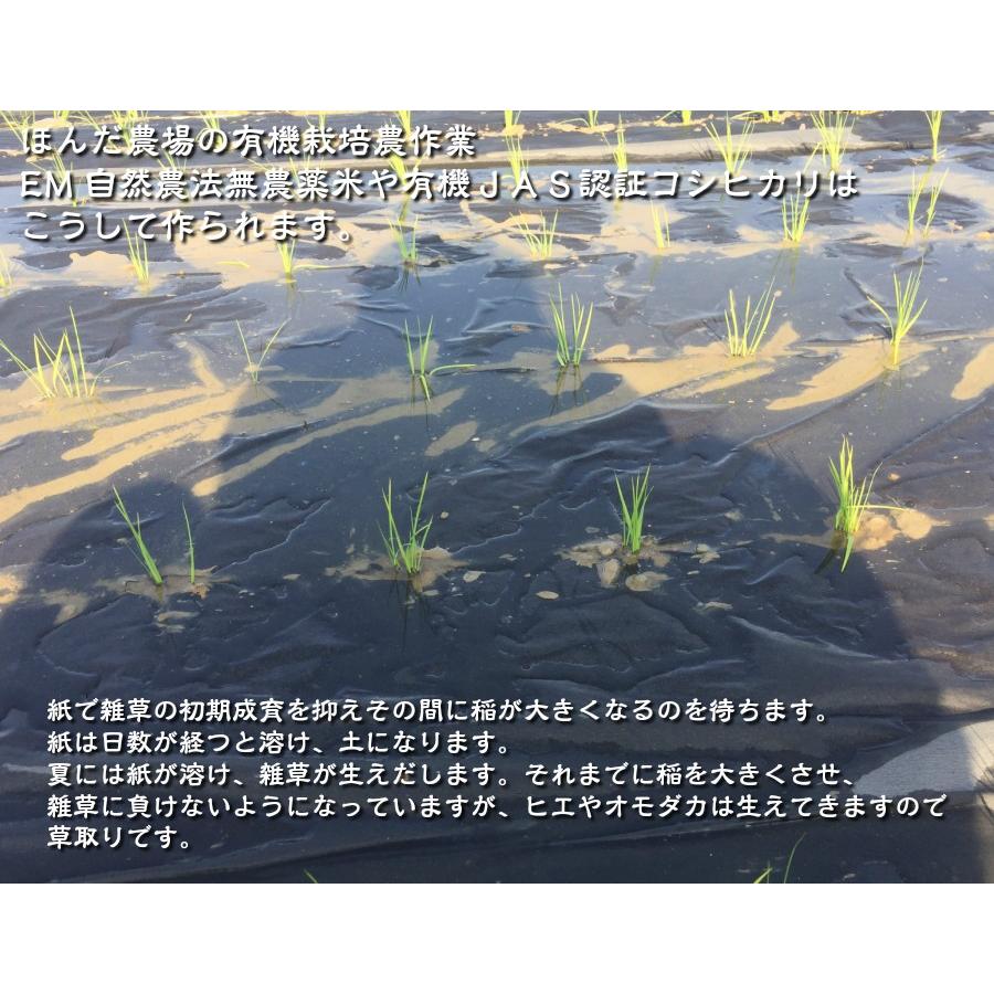 オーガニック 令和7年産 JAS有機米 コシヒカリ 水の精 15kg 玄米 有機
