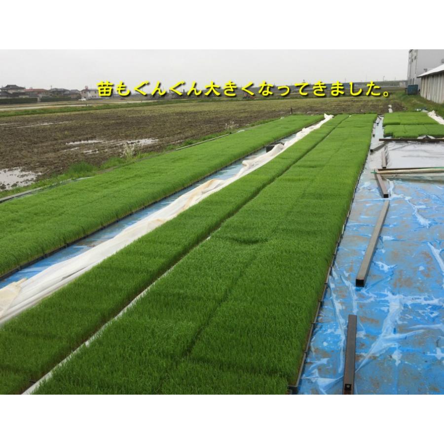 オーガニック 令和7年産 JAS有機米 コシヒカリ 水の精 15kg 玄米 有機