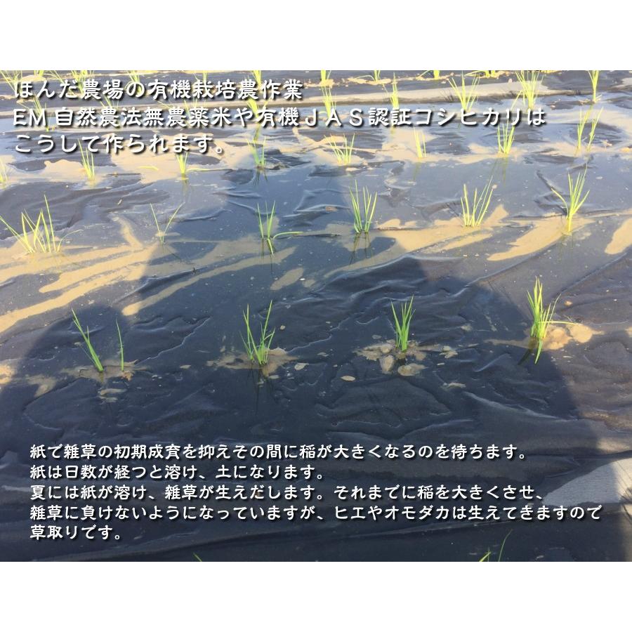 令和5年産 無農薬 有機米 コシヒカリ 食用玄米 ２０ｋｇ 水の精 ＪＡＳ認証 ＥＭ自然農法｜hondanojo｜12