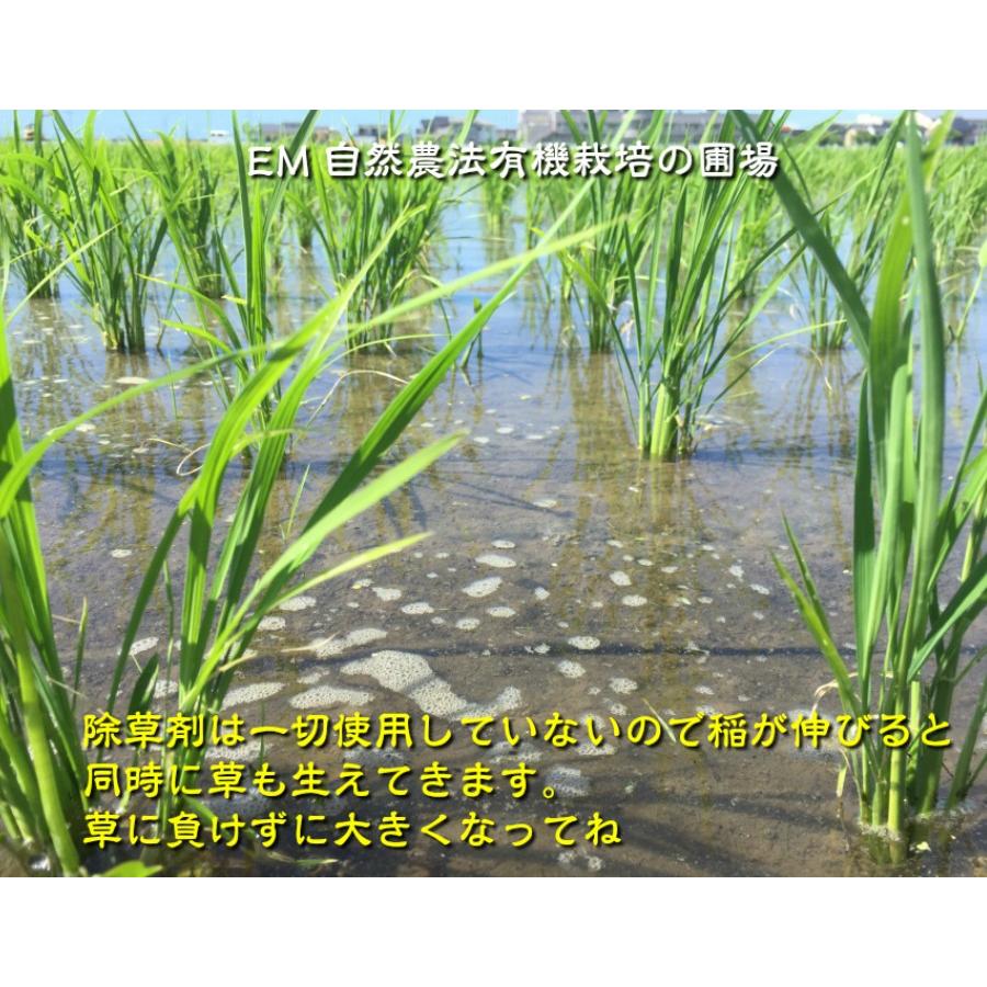 令和7年産 JAS有機米 コシヒカリ 水の精 20kg 玄米 有機栽培 自然農法_13