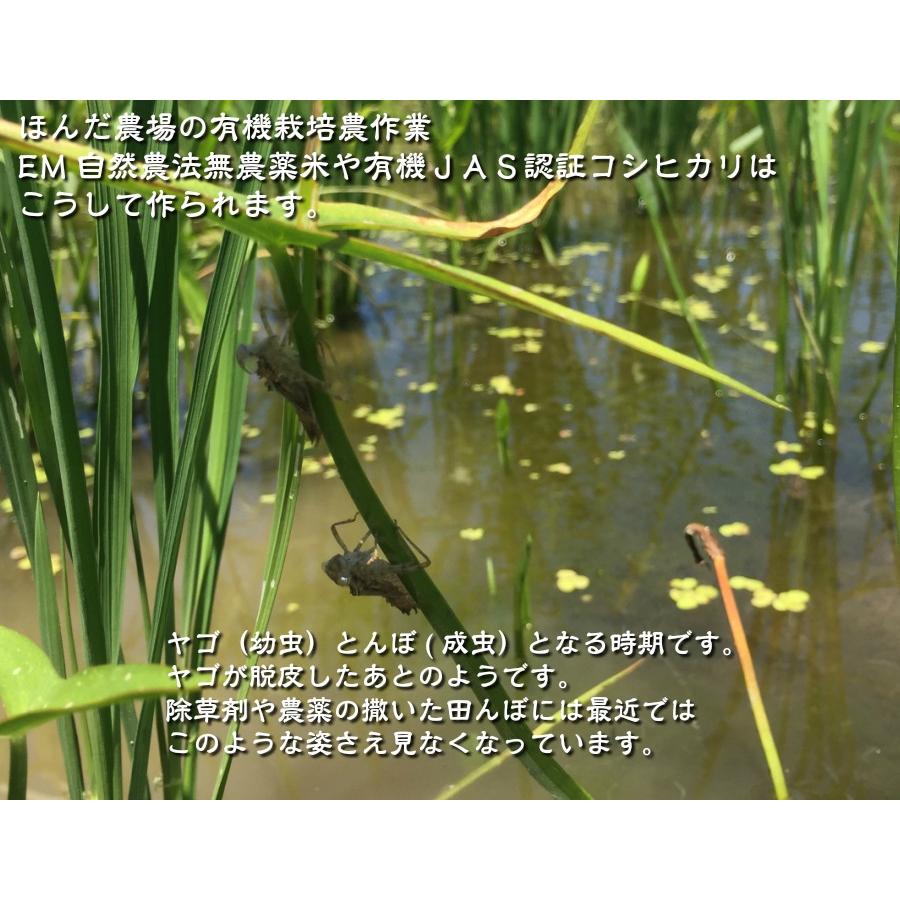 令和7年産 JAS有機米 コシヒカリ 水の精 20kg 玄米 有機栽培 自然農法_15
