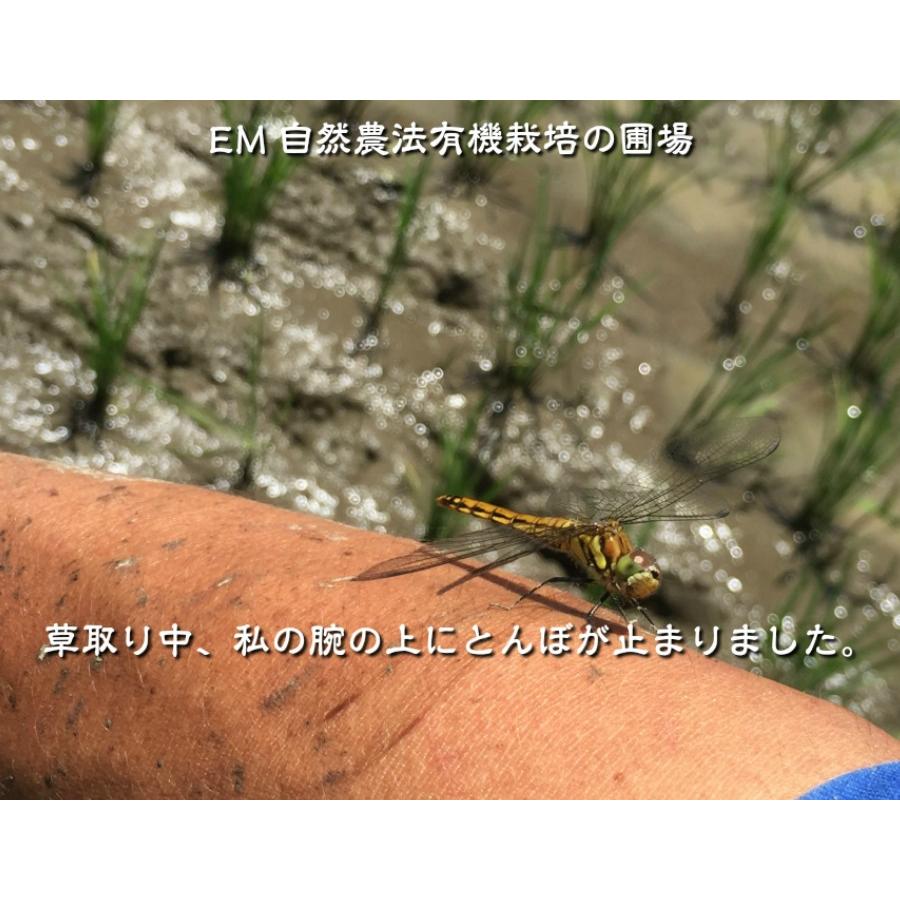 令和7年産 JAS有機米 コシヒカリ 水の精 20kg 玄米 有機栽培 自然農法_16