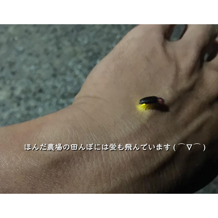 令和7年産 JAS有機米 コシヒカリ 水の精 20kg 玄米 有機栽培 自然農法_17