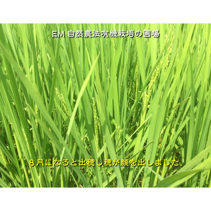 令和7年産 JAS有機米 コシヒカリ 水の精 20kg 玄米 有機栽培 自然農法_18