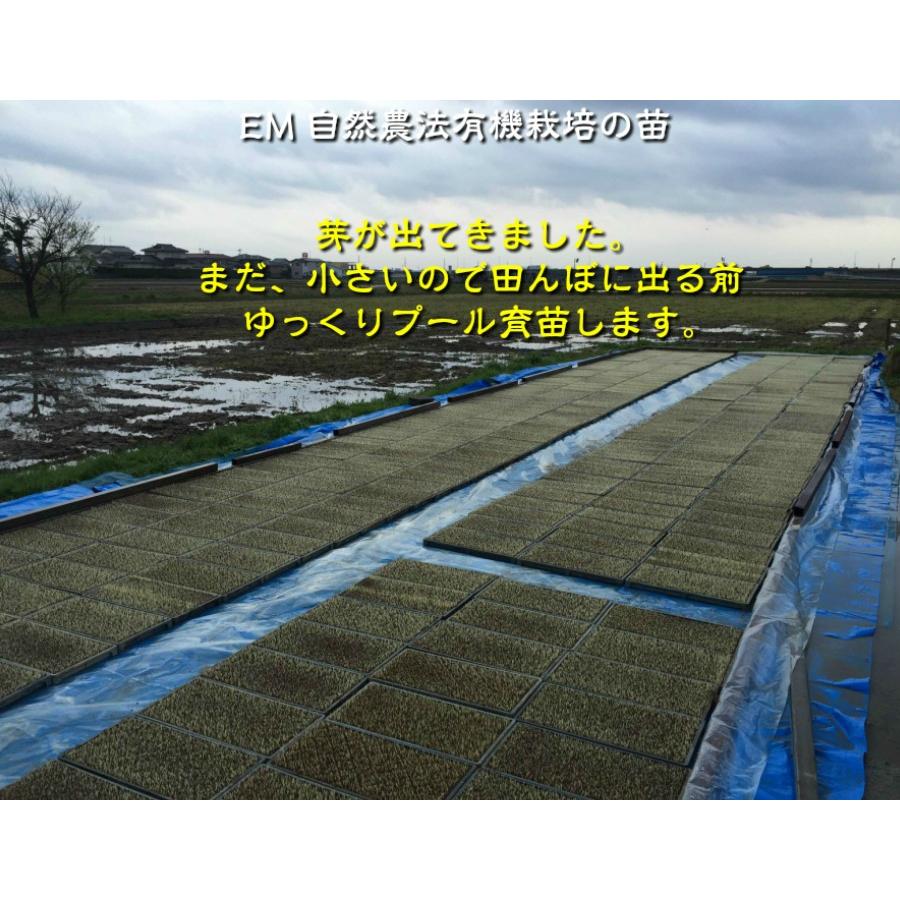 令和7年産 JAS有機米 コシヒカリ 水の精 20kg 玄米 有機栽培 自然農法_7