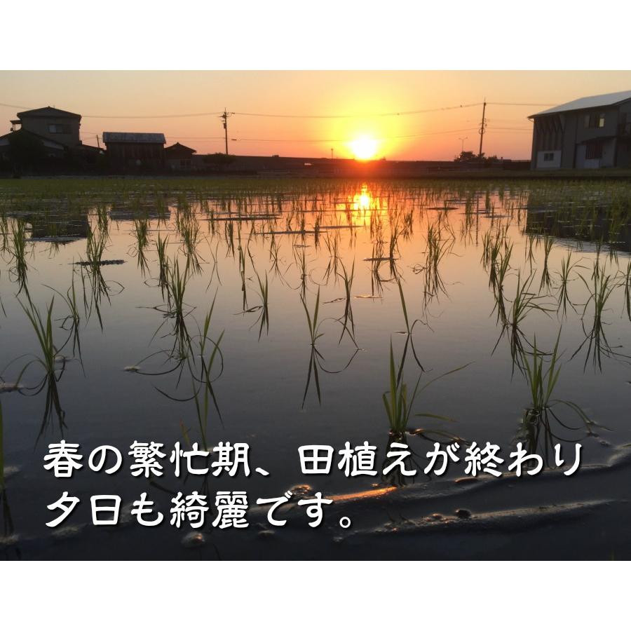 オーガニック 令和6年産 無農薬 有機米 コシヒカリ 食用玄米 30kg