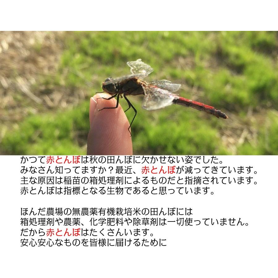コシヒカリ 令和7年産 無農薬 栽培米 こしひかり 1,5kg 白米 「大地の