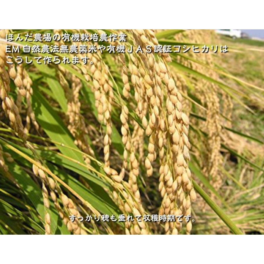 お米、無農薬栽培稲作パート1