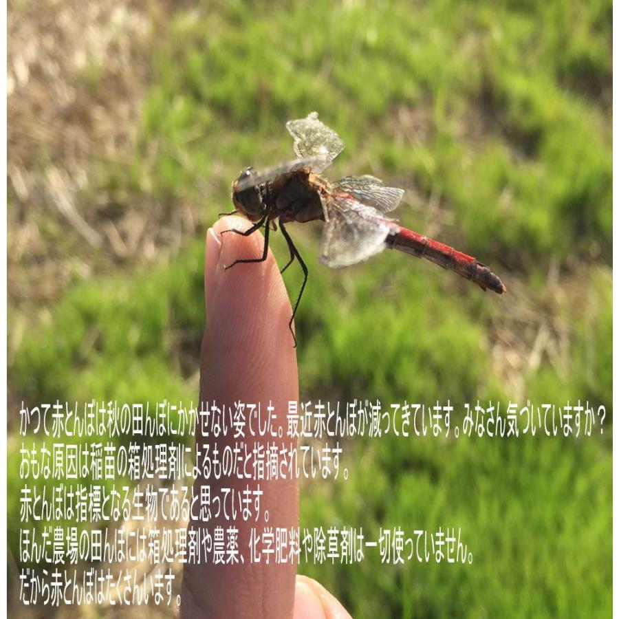 コシヒカリ 令和6年産 無農薬 栽培米 こしひかり 玄米 30kg お米 コシヒカリ 令和6年産 無農薬 栽培米 こしひかり 玄米 30kg お米