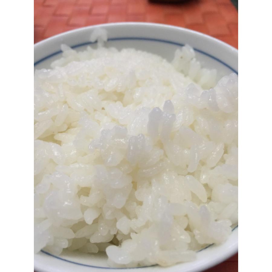 コシヒカリ 令和7年産 無農薬栽培米 こしひかり 白米 10kg お米 自然