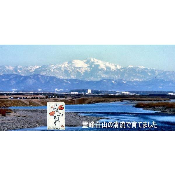 コシヒカリ 令和7年産 加賀百万石 こしひかり エコ栽培米 石川県産