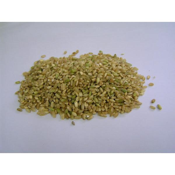 令和7年産 新米 若玄米 緑玄米 ゆめみづほ若緑小粒玄米 2kg : ほんだ