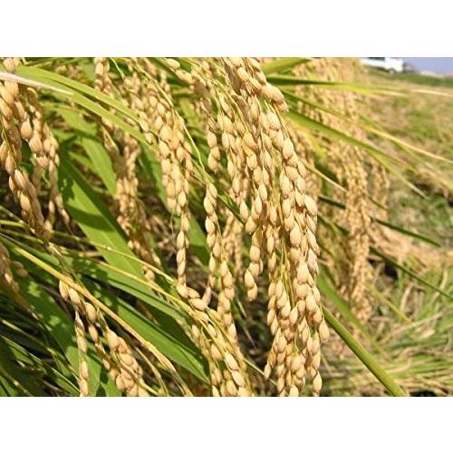 ゆめみづほ 令和7年産 新米 加賀厳選米 食用玄米 15kg : ほんだ農場