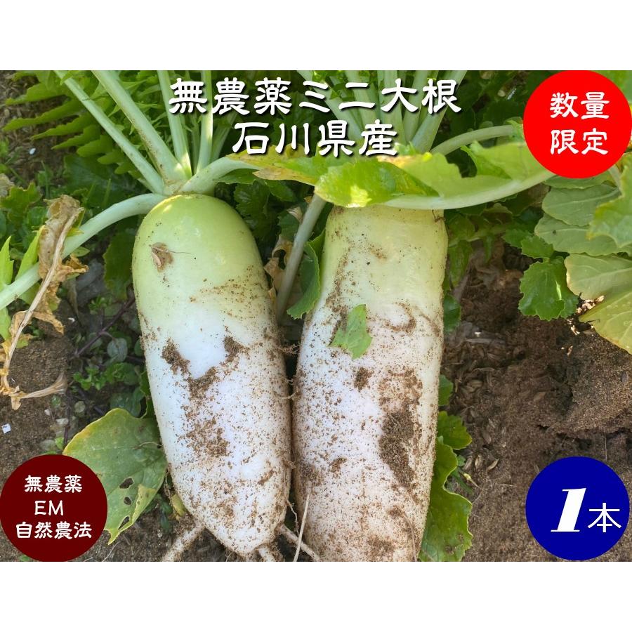 無農薬 EM農法 ミニ大根 石川県産 １本｜hondanojo