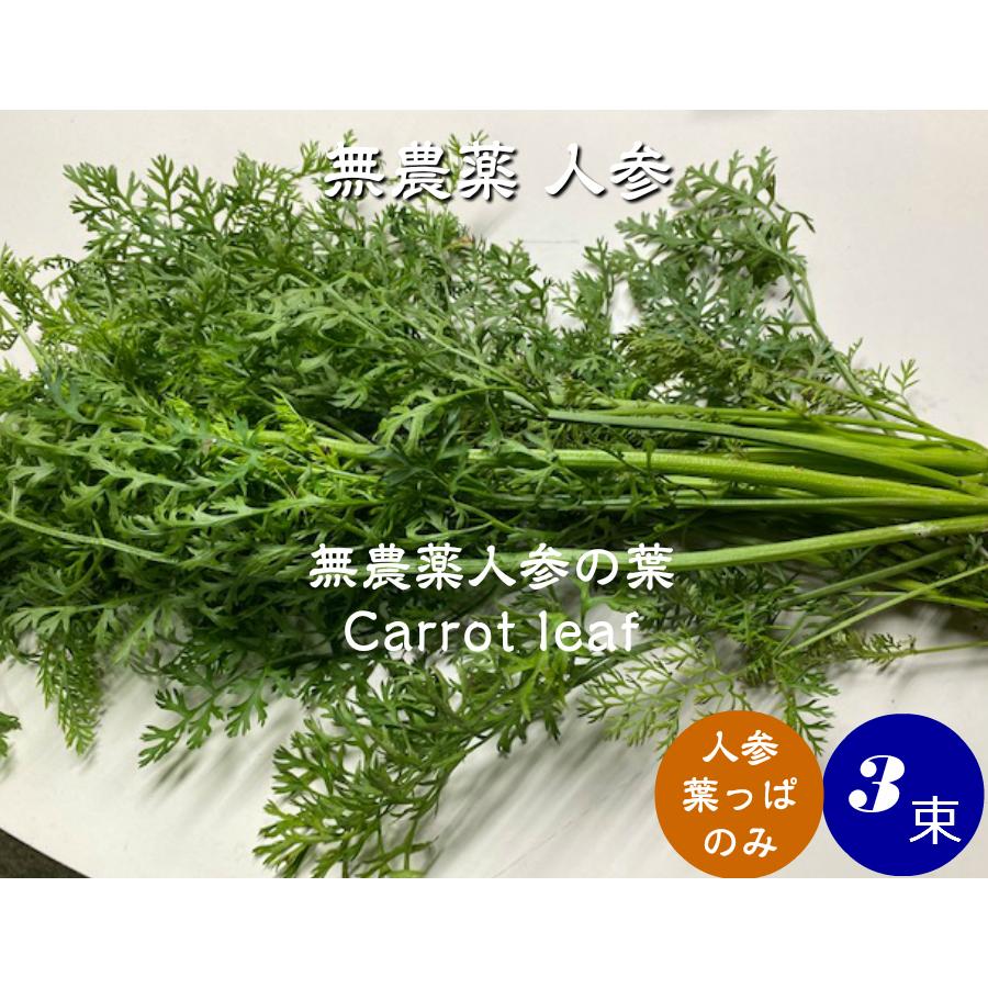 無農薬 EM農法 人参の葉 【葉っぱのみ】【クール発送】（にんじん）1