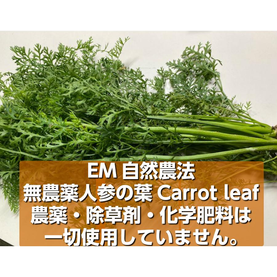 無農薬 EM農法 人参の葉 【葉っぱのみ】【クール発送】（にんじん）1