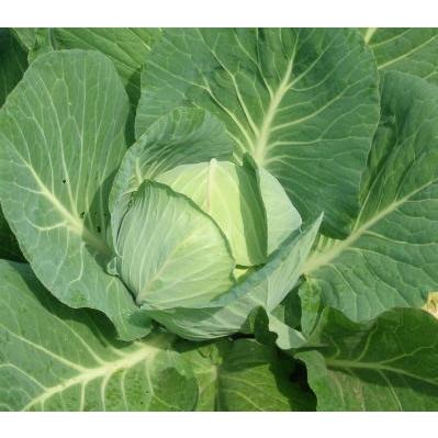 菜種油粕 20kg : ほんだ農場ヤフー店 - 通販 - Yahoo!ショッピング