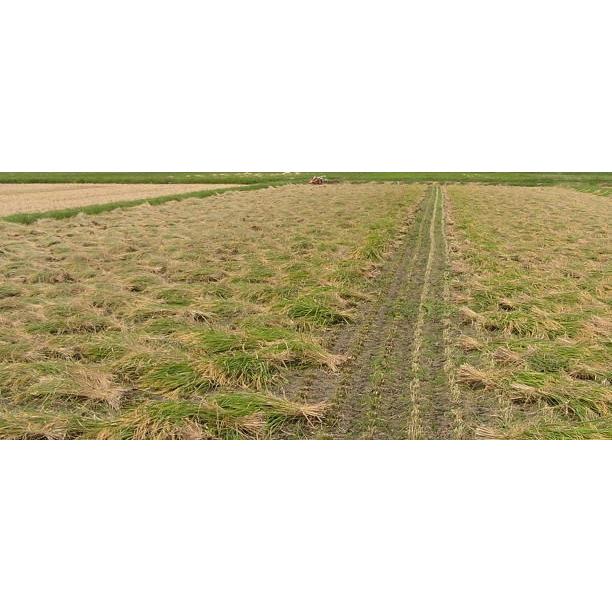 無農薬、有機栽培稲わら 無選別カット 500g 10cm前後に細かく