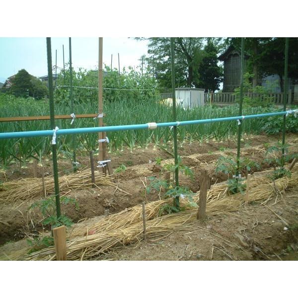 無農薬、有機栽培稲わら 無選別カット 500g 10cm前後に