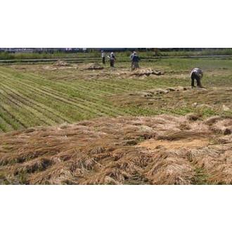 無農薬 有機栽培天日干し 稲ワラ9kg （約30束） 藁 ワラ