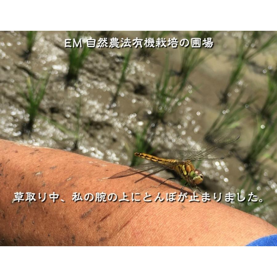 無農薬、有機栽培天日干し稲藁 12kg （約40束）わら ワラ 無農薬