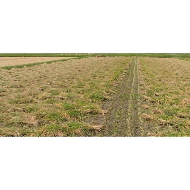 無農薬天日干し選別カット稲わら（20〜30cm） 100g （メール便