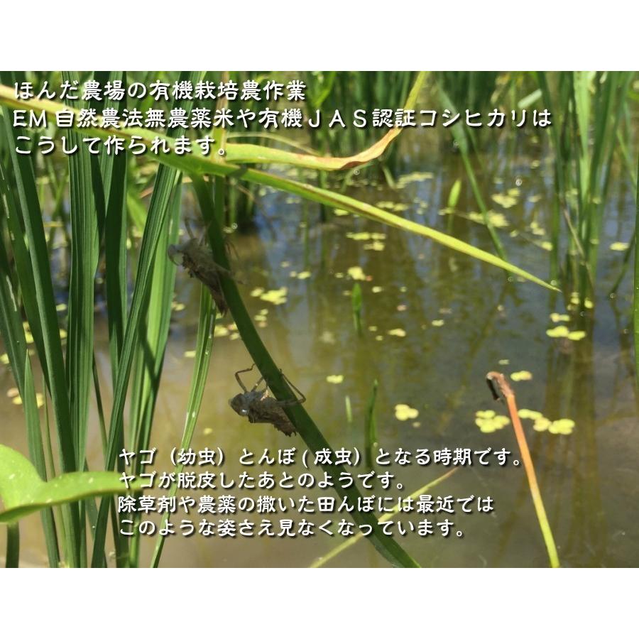 無農薬、有機栽培天日干し稲わら 300g「約1束」 : ほんだ 無農薬、有機栽培天日干し稲わら 300g「約1束」 : ほんだ