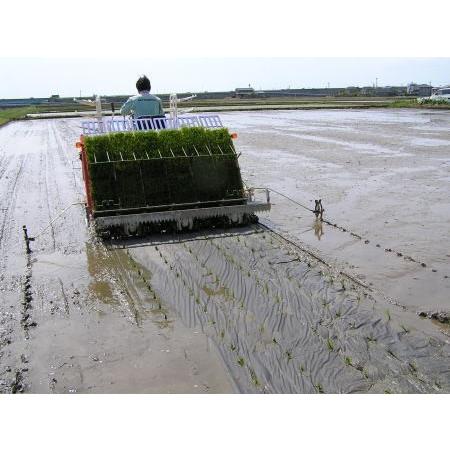 無農薬、有機栽培稲天日干し【もち稲わら】 ３kg  （約１０束）藁 ワラ｜hondanojo｜02