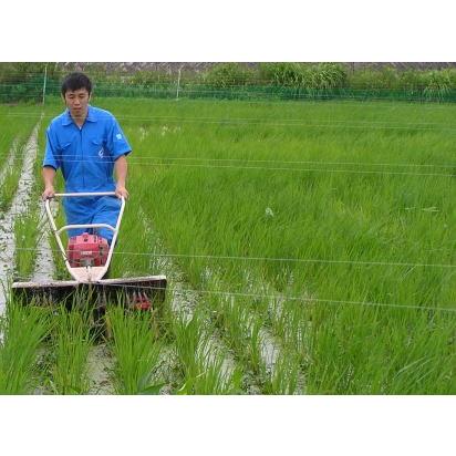 無農薬、有機栽培稲天日干し稲わら ３kg  （約１０束）藁 ワラ｜hondanojo｜03