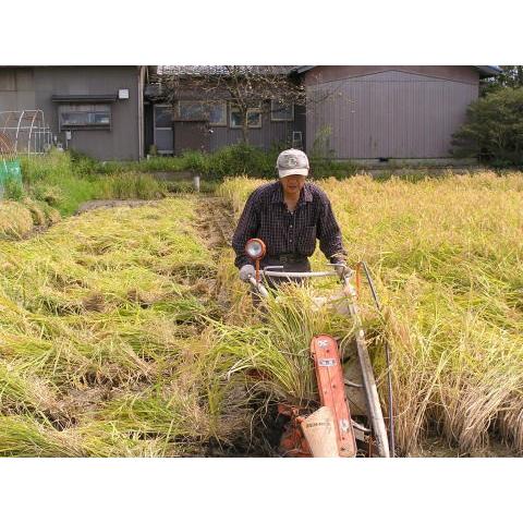 無農薬、有機栽培稲天日干し稲わら ３kg  （約１０束）藁 ワラ｜hondanojo｜04