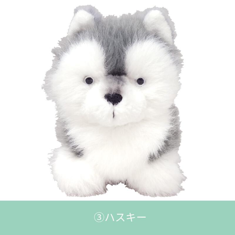 わたぽ ぬいぐるみ 犬のなかまたち ビションフリーゼ ポメラニアン