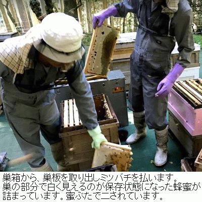 はちみつ 国産 純粋 非加熱 はちみつ1kg2本セット 生産直売 岐阜県産