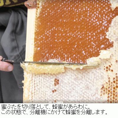 はちみつ 国産 純粋 非加熱 はちみつ1kg2本セット 生産直売 岐阜県産 国産蜂蜜｜honey-shop｜12