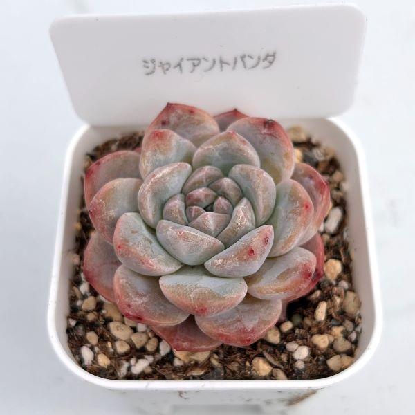 多肉植物 エケベリア ジャイアントパンダ 7.5cmポット苗 : ハニー