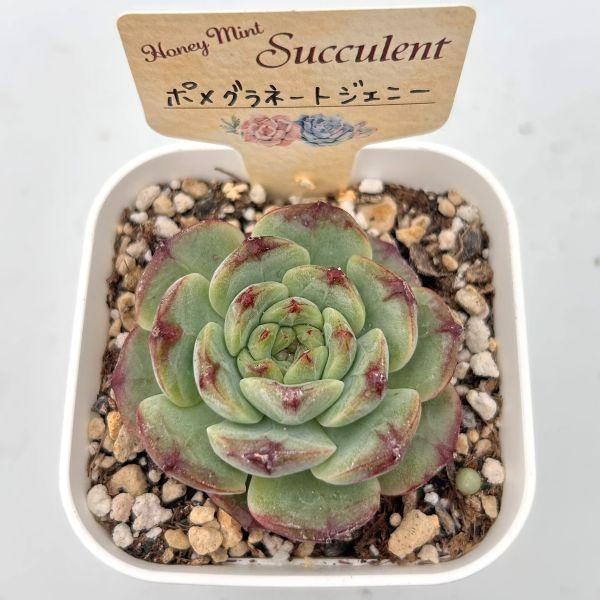 多肉植物 エケベリア ポメグラネートジェニー 7.5cmポット苗 : ハニー