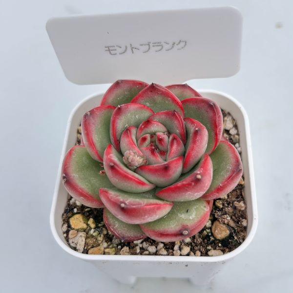 多肉植物　モンブラン 多肉植物 モンブラン - Aroma＆Coron | minne byGMOペパボ 国内