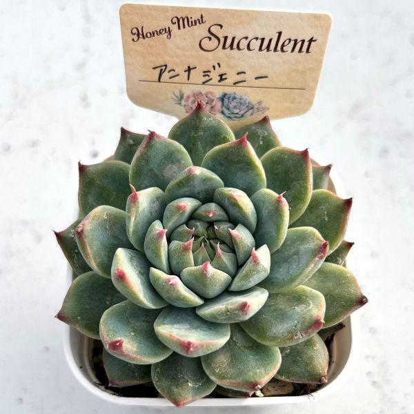 多肉植物 エケベリア アンナジェニー 7.5cmポット苗 : ハニーミント